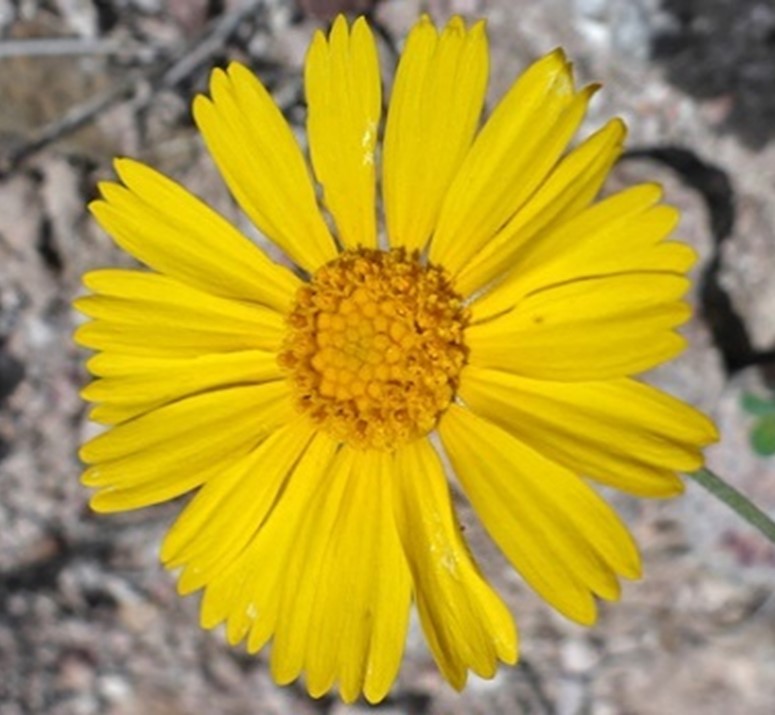 yellow flower called 4 nerve daisy