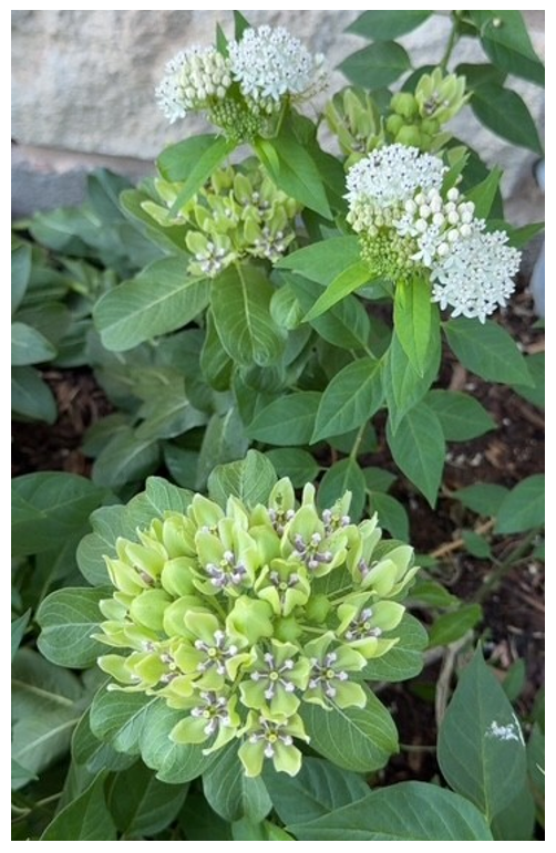 Picture of a green milkweed plants and a white milkweed plant. 