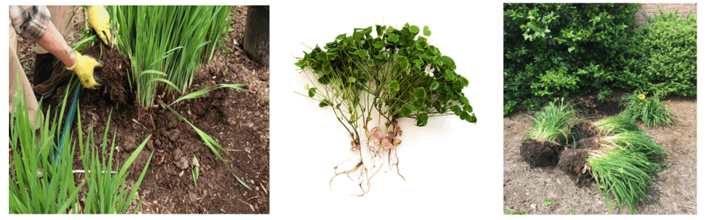 3 different pictures of plants being divided