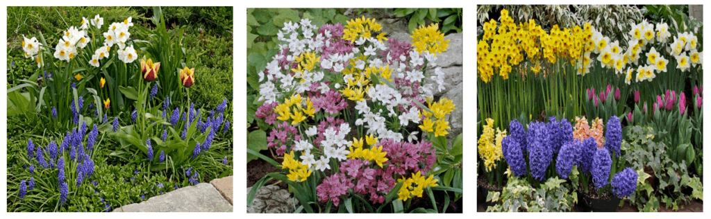 3 different pictures of flowering bulbs in a garden