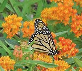 Picture of a monarch butterfly on an orange butterfly milkweed plant.