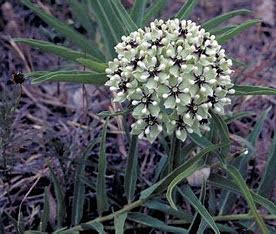 Picture of an antelope horn milkweed bloom.