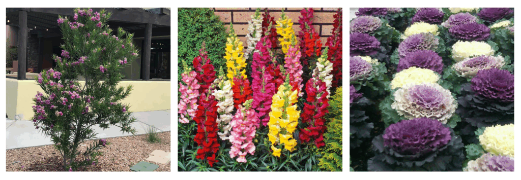 3 different pictures of fall flowering plants